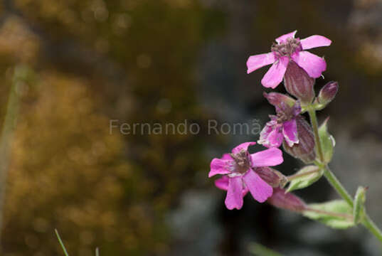 Image de Silene acutifolia Link ex Rohrb.