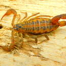 Image of Centruroides baergi Hoffmann 1932