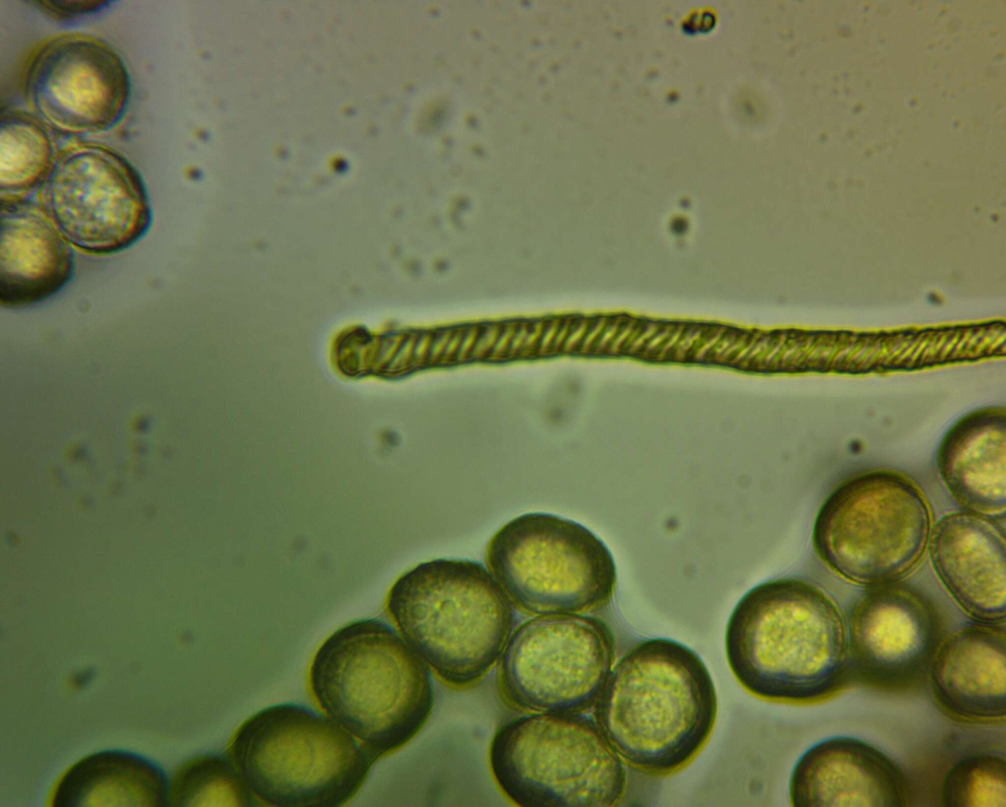 Image of Hemitrichia leiotricha (Lister) G. Lister 1911