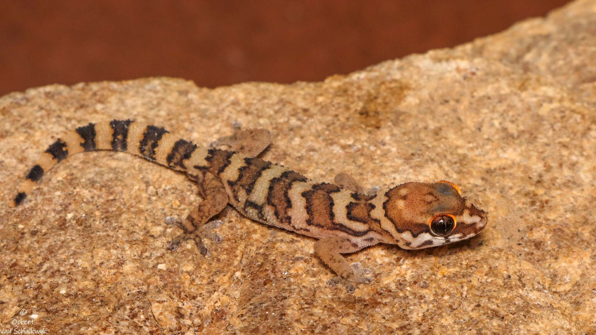 Image of Smith's Thick-toed Gecko