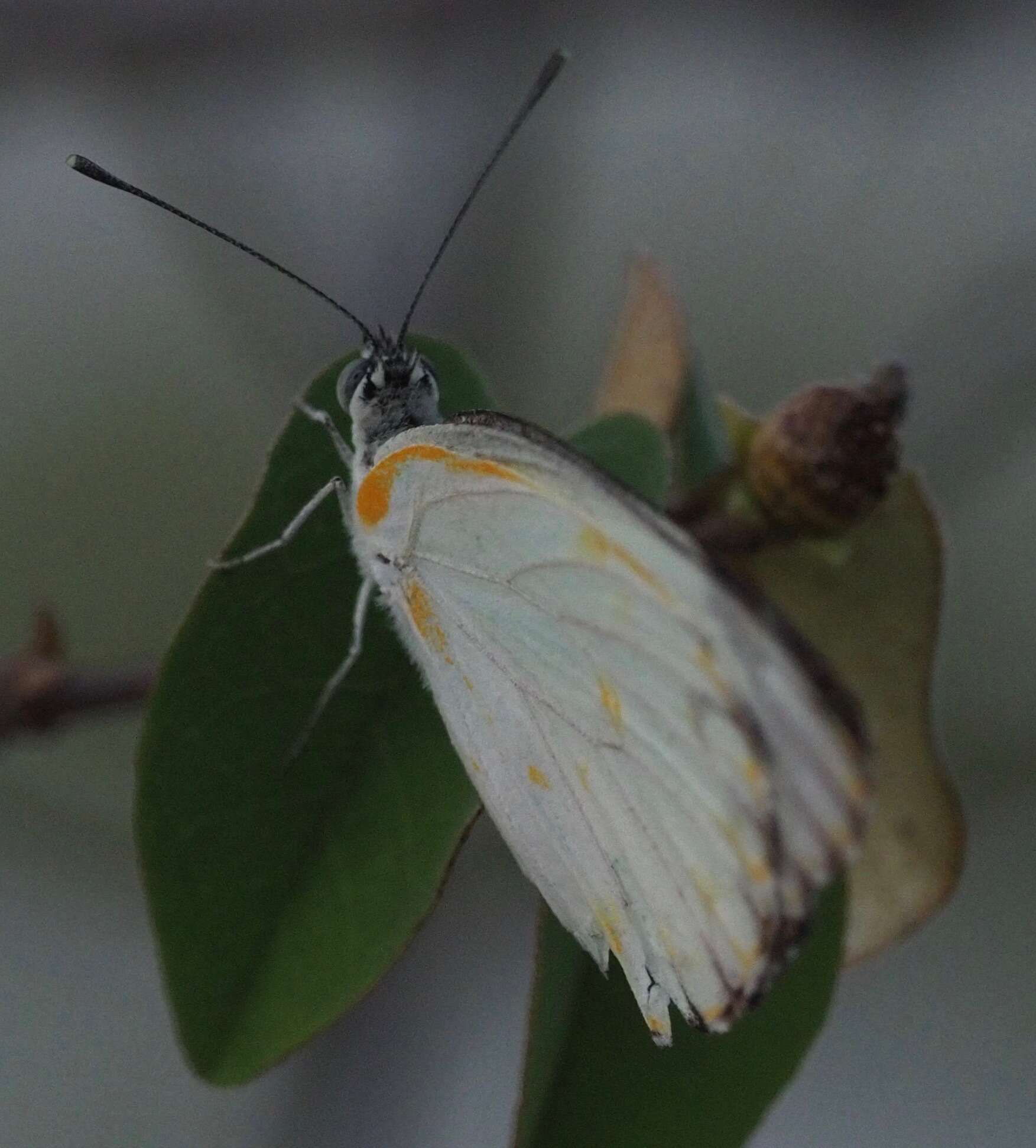 Image of Belenois gradidieri (Mabille 1878)