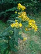 Image of wood ragwort