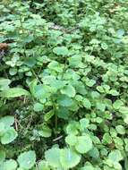 Plancia ëd Chrysosplenium glechomifolium Nutt. ex Torr. & Gray