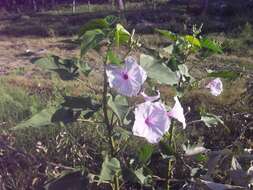 Слика од Ipomoea carnea Jacq.