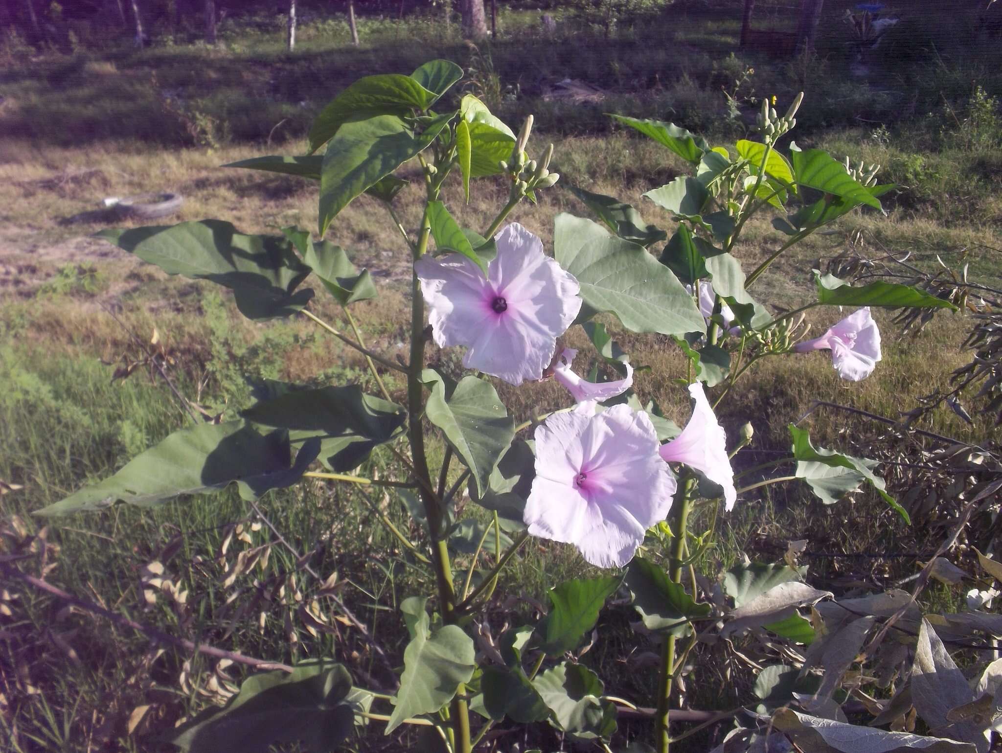 Слика од Ipomoea carnea Jacq.