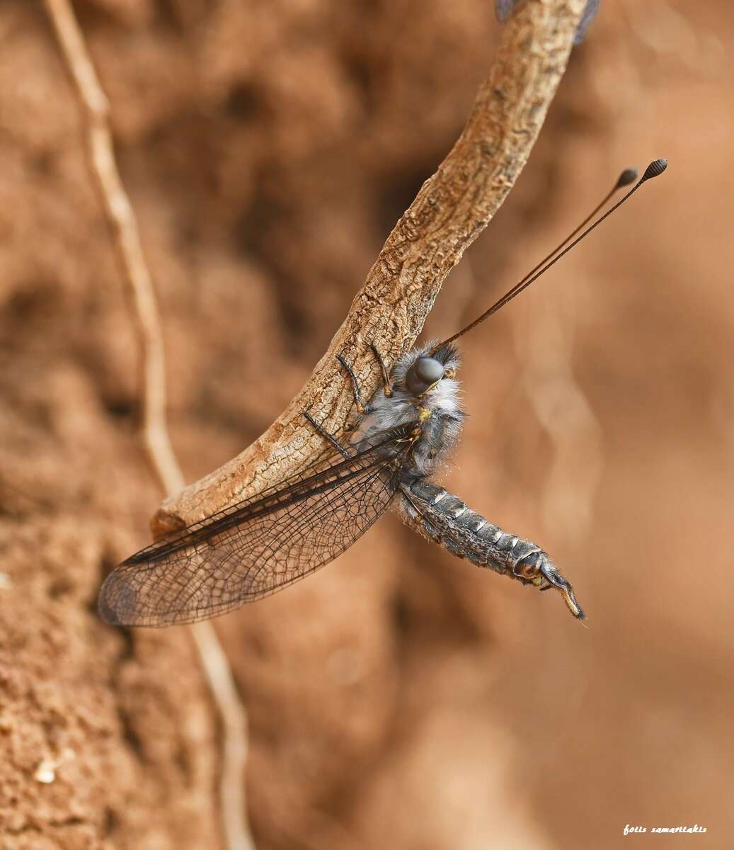 Sivun Bubopsis andromache U. Aspöck et al. 1979 kuva