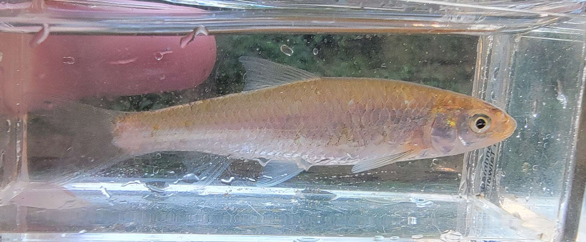 Hybognathus resmi