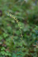 Imagem de Aconitum barbatum Pers.