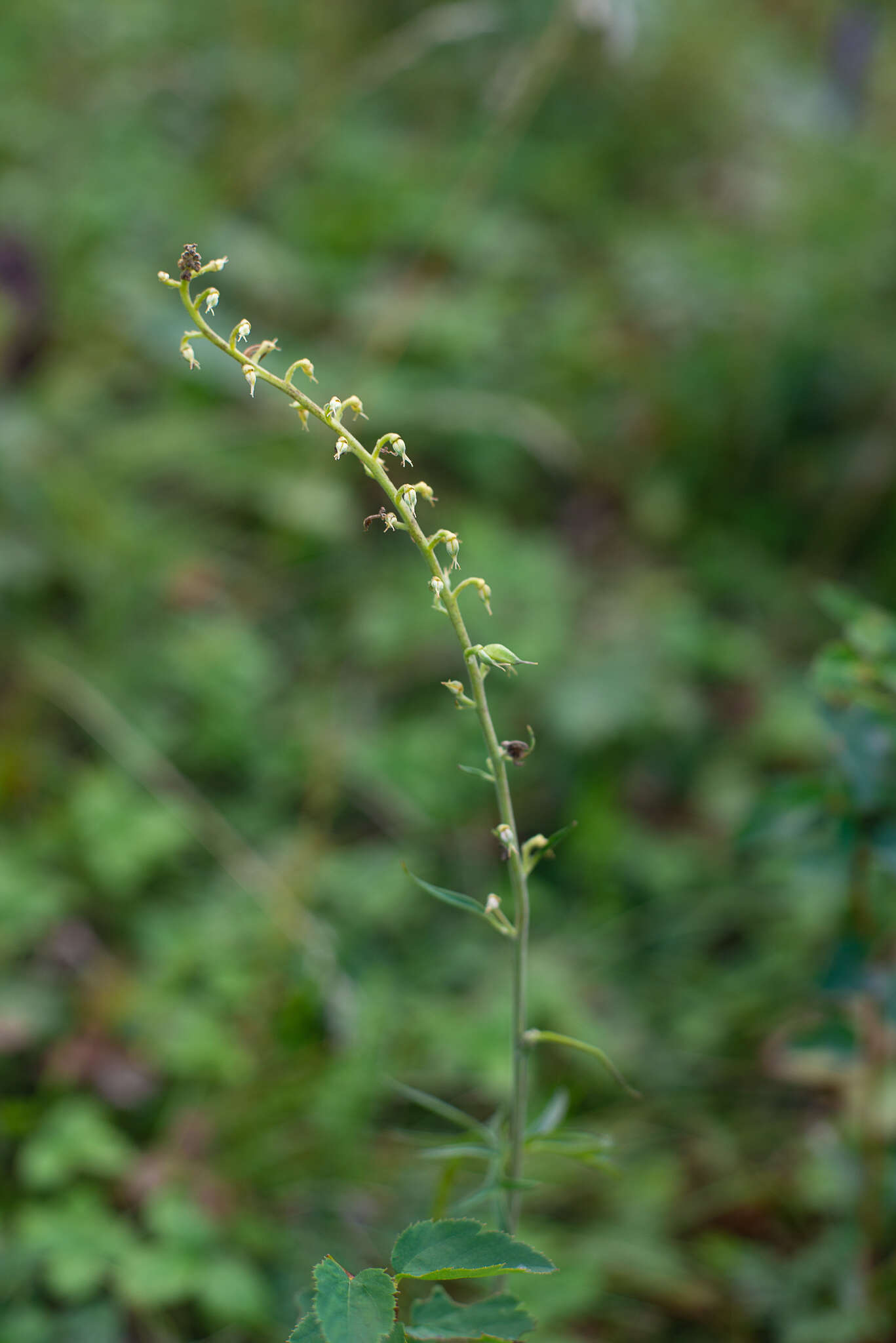 Слика од Aconitum barbatum Pers.