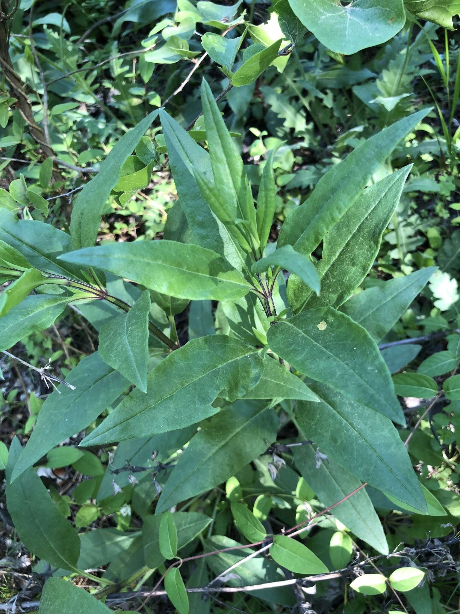 Image of Big Red Sage