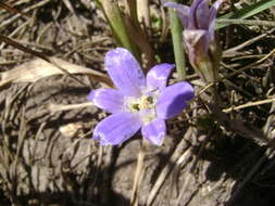 Sivun Brodiaea jolonensis Eastw. kuva