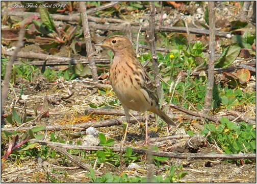 Image of Red-throated Pipit