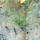 Image of Osteospermum bidens Thunb.