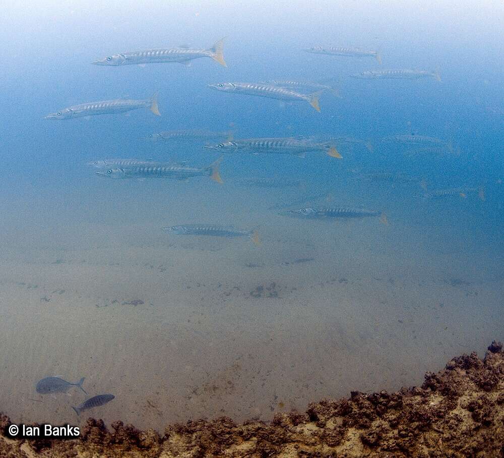 Image of Jello barracuda