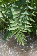 Image of Water parsnip