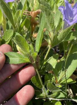 Imagem de Ruellia caroliniensis var. heteromorpha (Fern.) R. W. Long