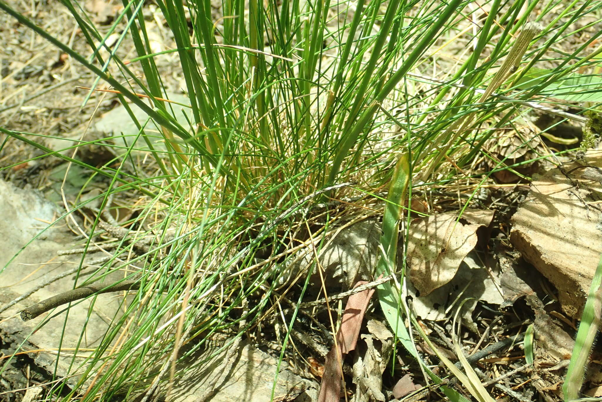 Plancia ëd Festuca occidentalis Hook.