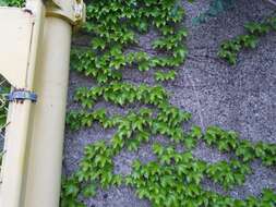 Parthenocissus tricuspidata (Siebold & Zucc.) Planchon resmi