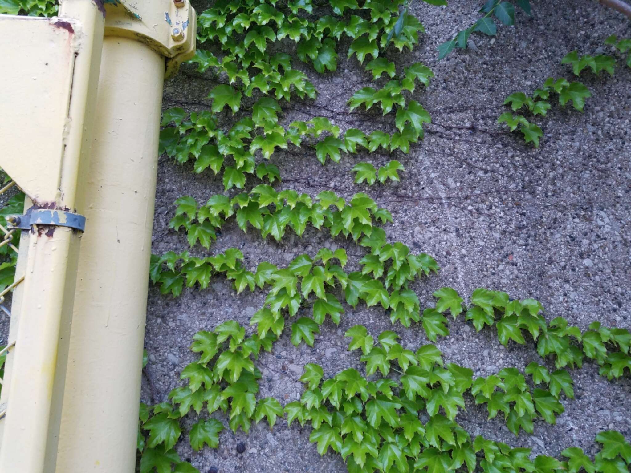 Image of Japanese Creeper