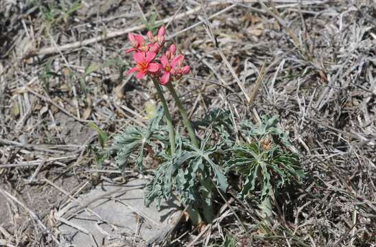 Image of Berlandier's nettlespurge