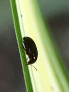 Image of Leaf beetle