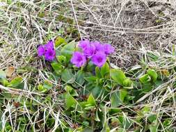 Sivun Primula glaucescens Moretti kuva