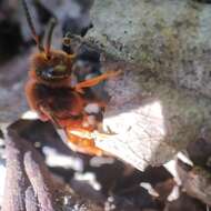 Image de Nomada agrestis Fabricius 1787