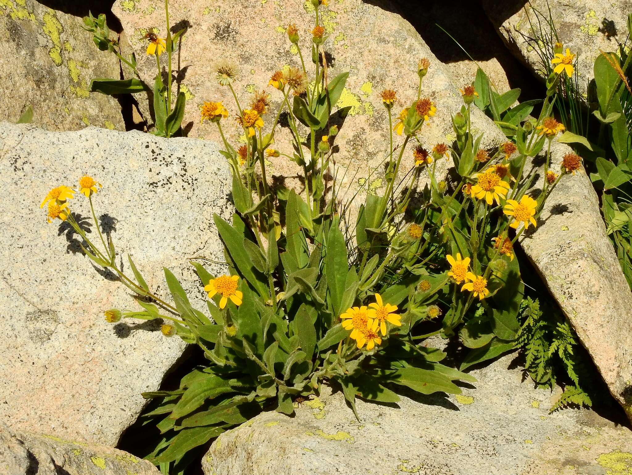 Image of hairy arnica