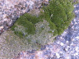 Image of Wright's jaffueliobryum moss