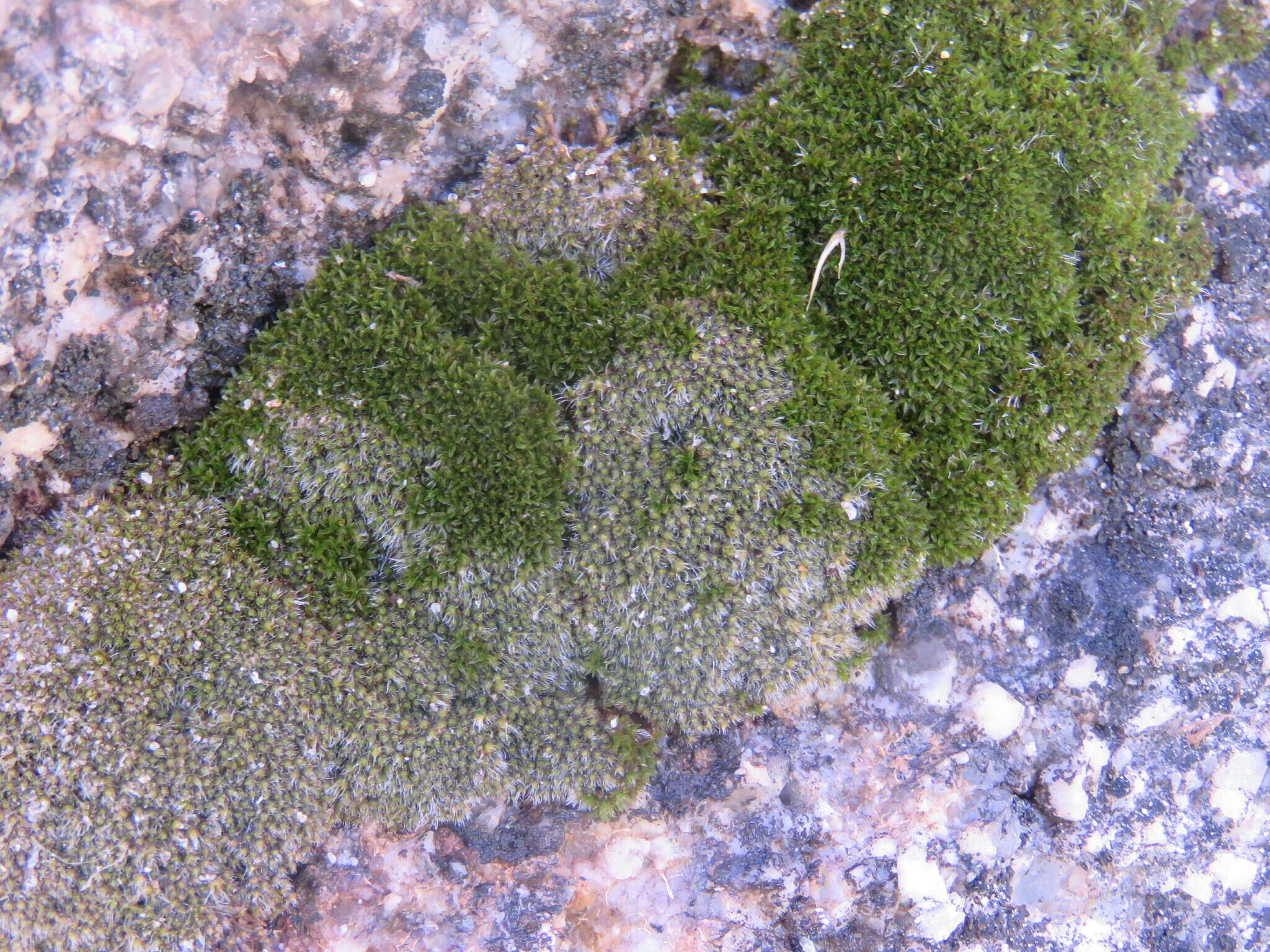 Image of Wright's jaffueliobryum moss