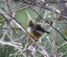 Plancia ëd Yuhina flavicollis Hodgson 1836