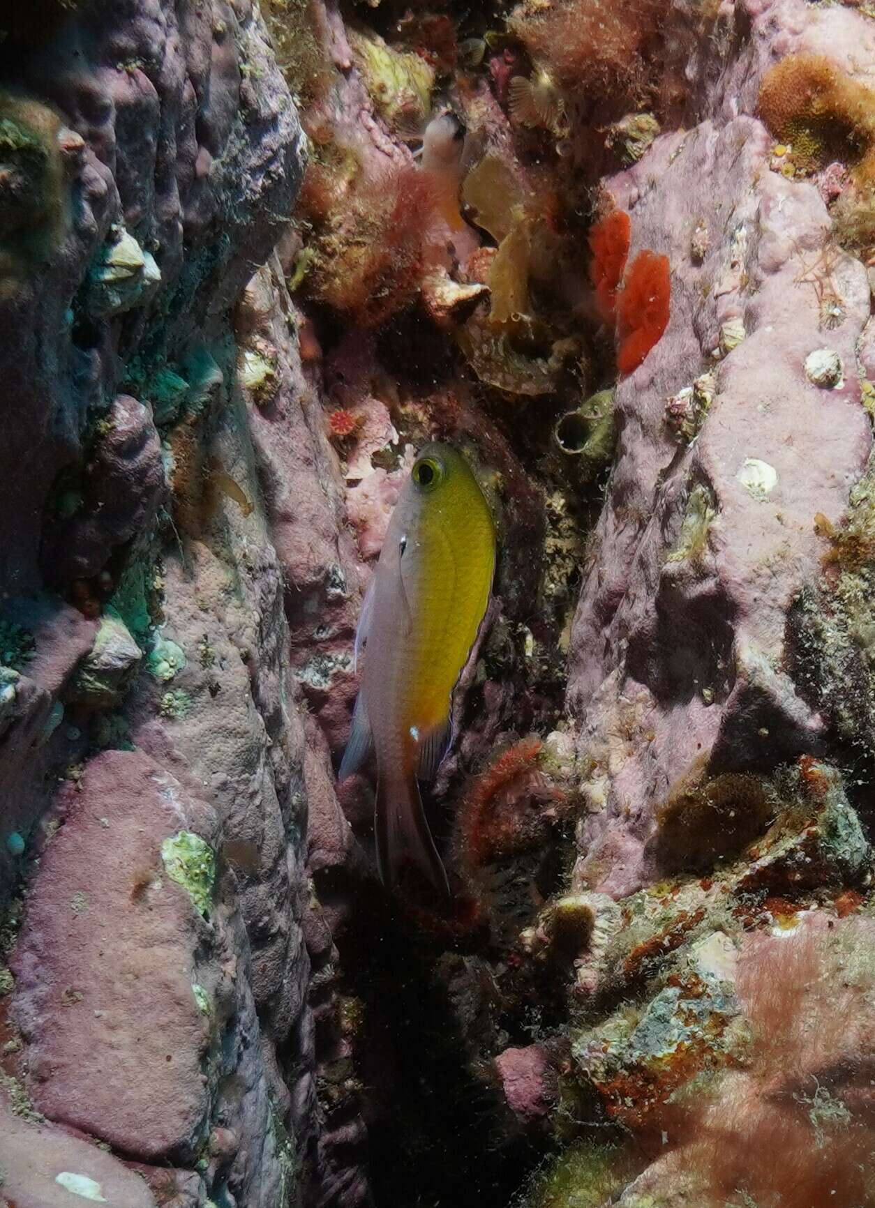 Image of Damselfish