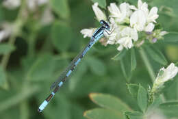 Image of Alkali Bluet