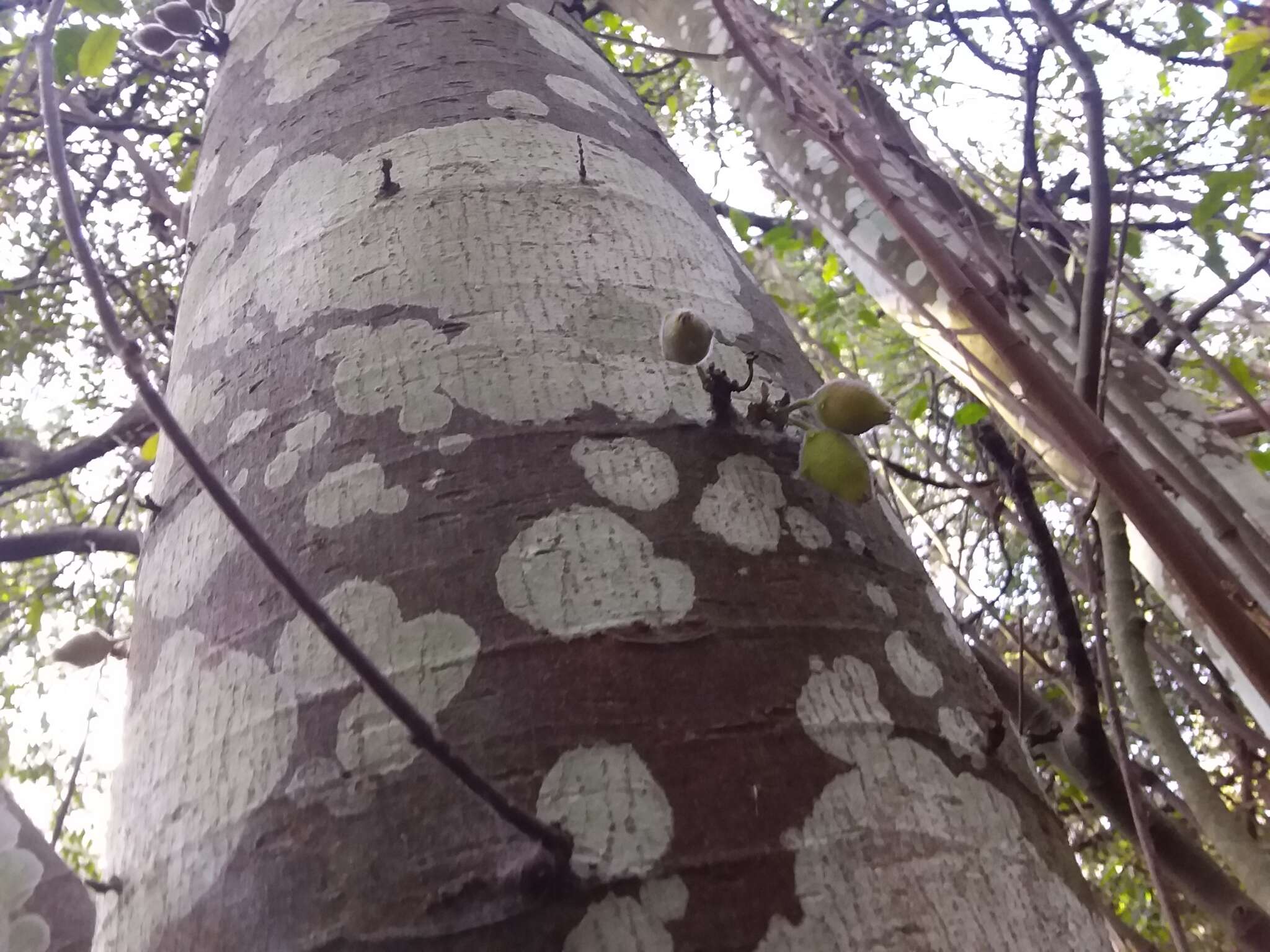 Image of Ficus coronata de Spin