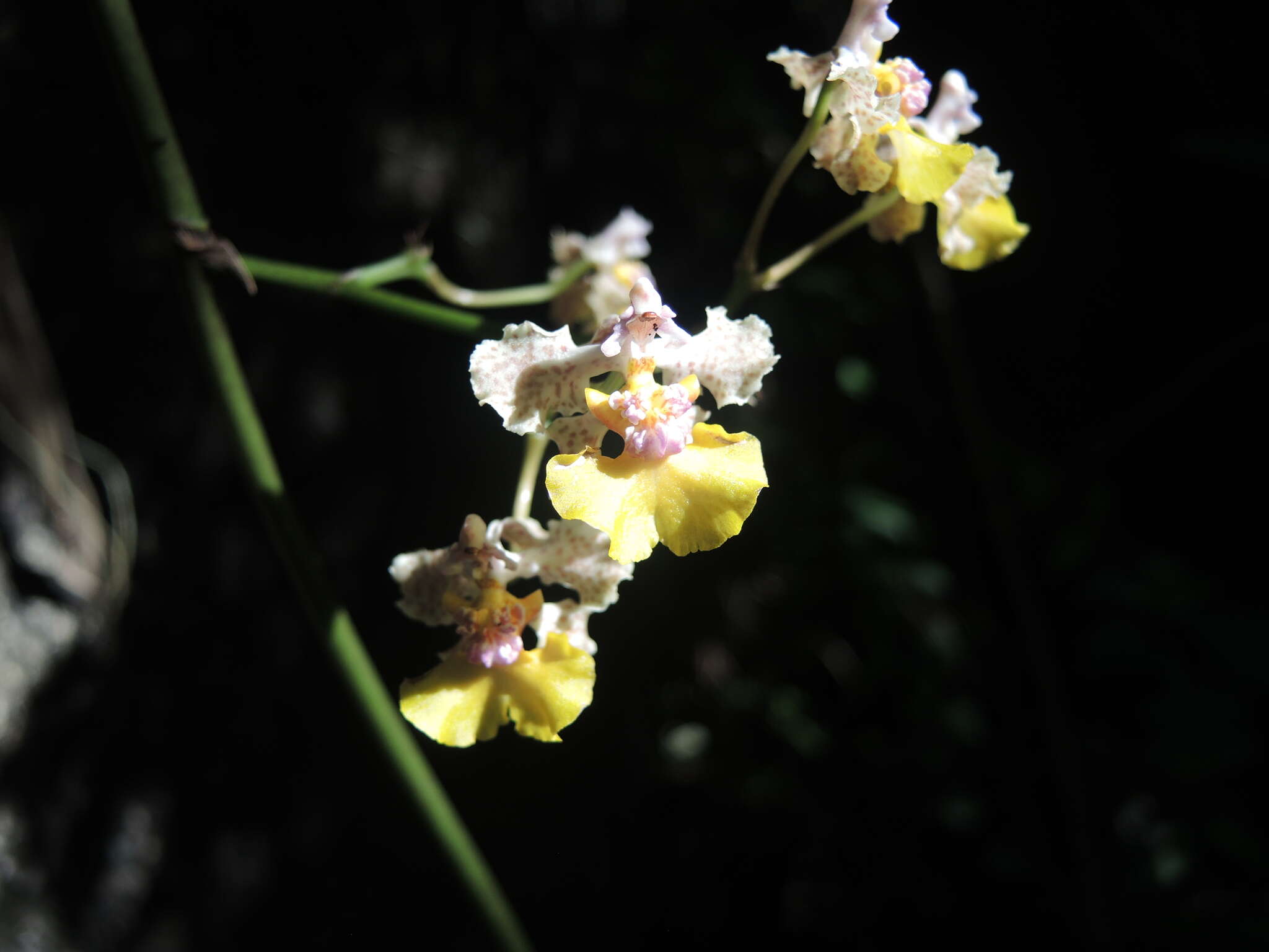 Image of Trichocentrum andreanum (Cogn.) R. Jiménez & Carnevali