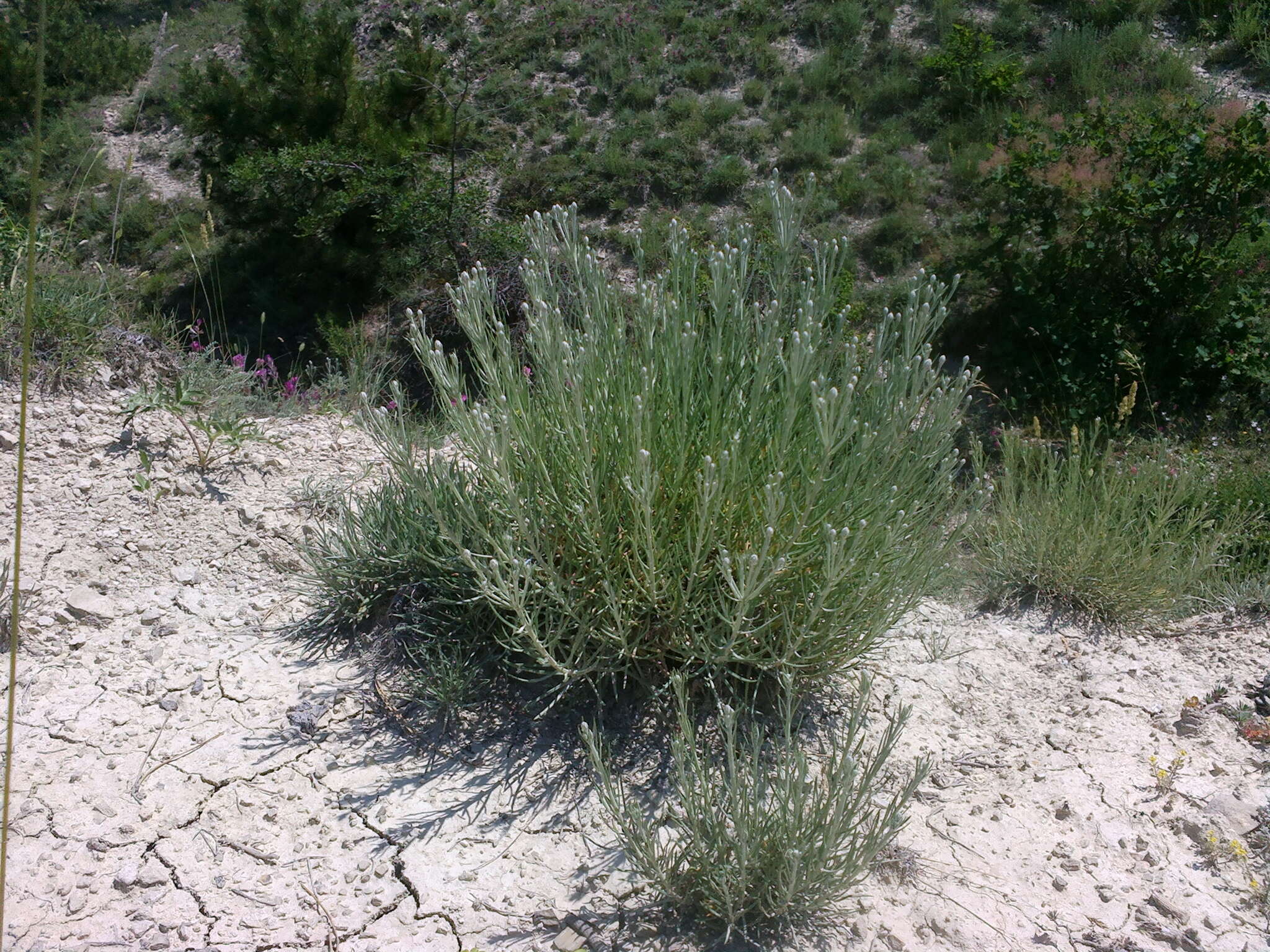 Image of Jurinea stoechadifolia (M. Bieb.) DC.