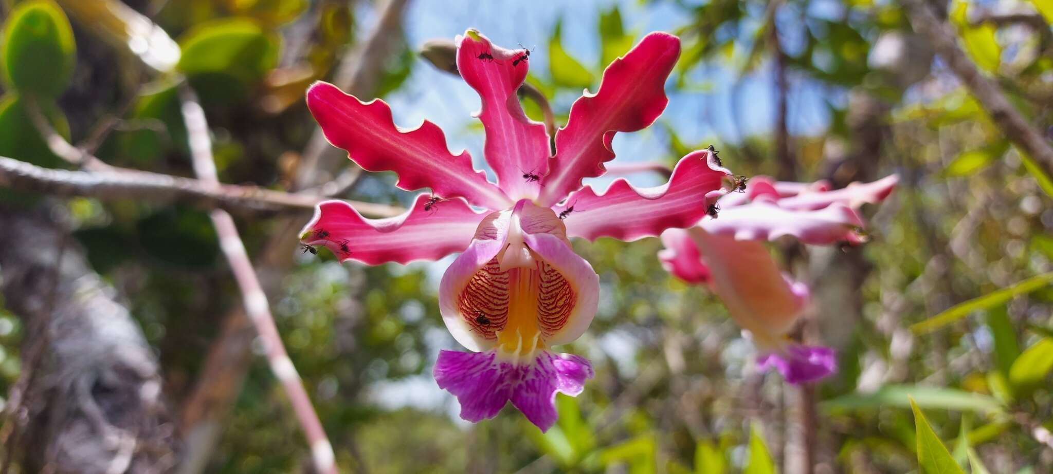 Myrmecophila tibicinis (Bateman ex Lindl.) Rolfe resmi