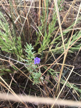 Слика од Stemodia florulenta W. R. Barker