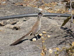 Image of Lesser Roadrunner