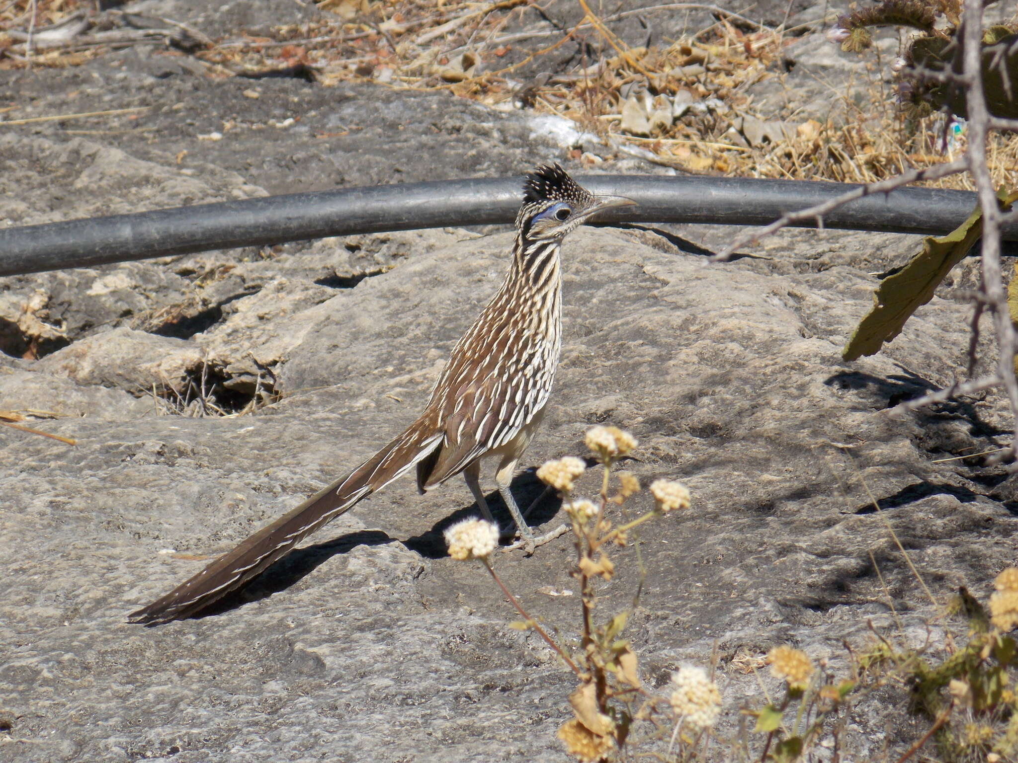 Image of Lesser Roadrunner