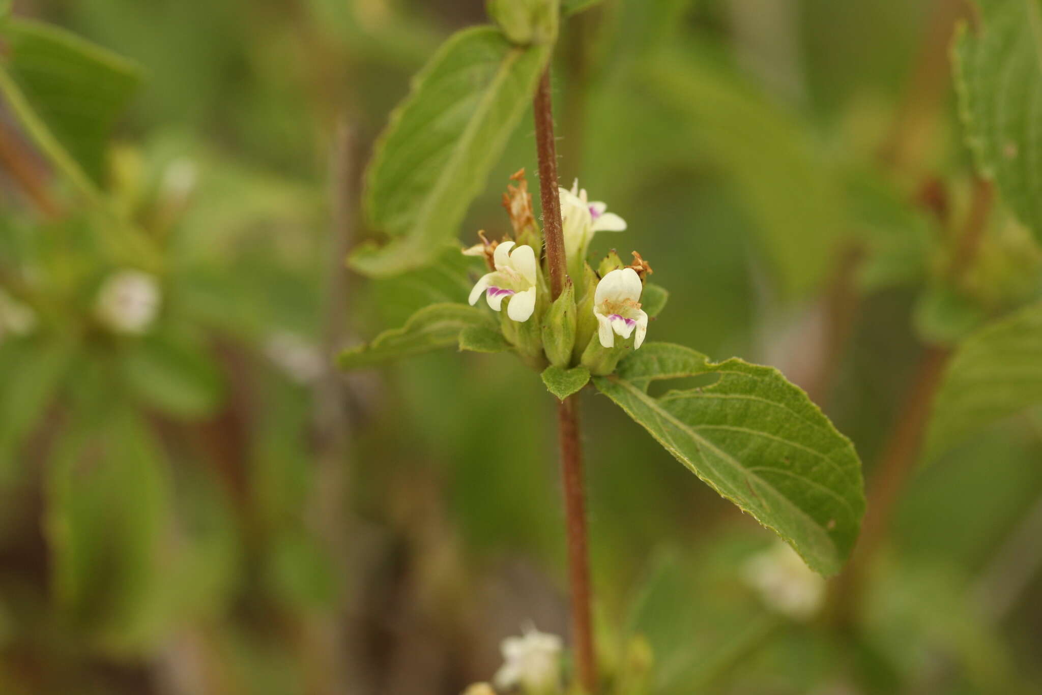 Image of Duosperma crenatum (Lindau) P. G. Meyer