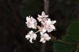 Image of Xanthosia rotundifolia DC.