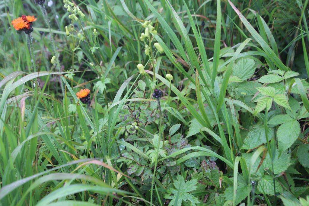 Image of Aconitum umbrosum (Korsh.) Kom.