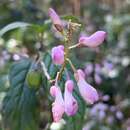 Image of Polygala galpinii Hook. fil.