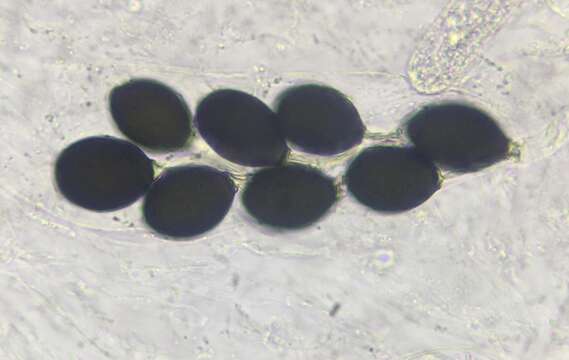 Image de Podospora pyriformis (A. Bayer) Cain 1962