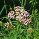 Sivun Achillea asiatica Serg. kuva