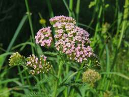 Sivun Achillea asiatica Serg. kuva