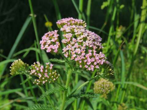 Achillea asiatica Serg. resmi