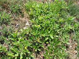 Image of Ajuga salicifolia (L.) Schreb.