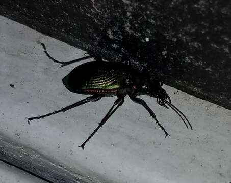 Слика од Calosoma (Calosoma) wilcoxi Le Conte 1847